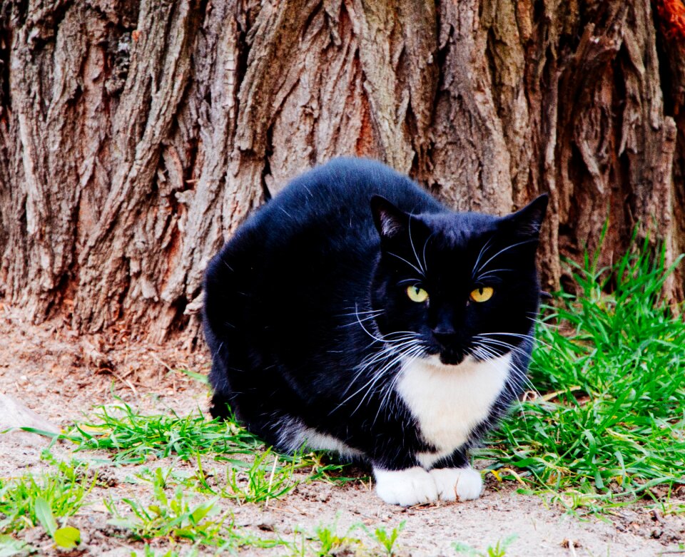 Free stock photo from Tookapic