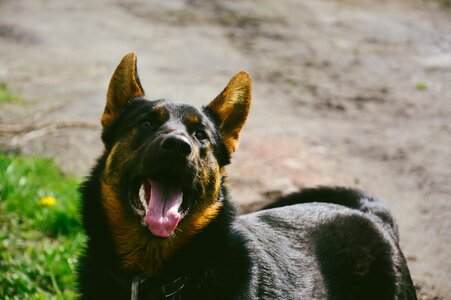 Free stock photo of dog photo