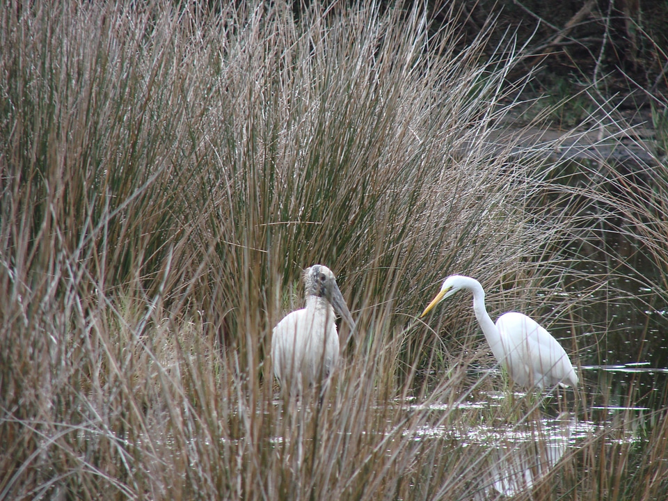 Animal wildlife florida photo