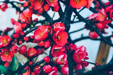 Red Petaled Flowers in Bloom photo