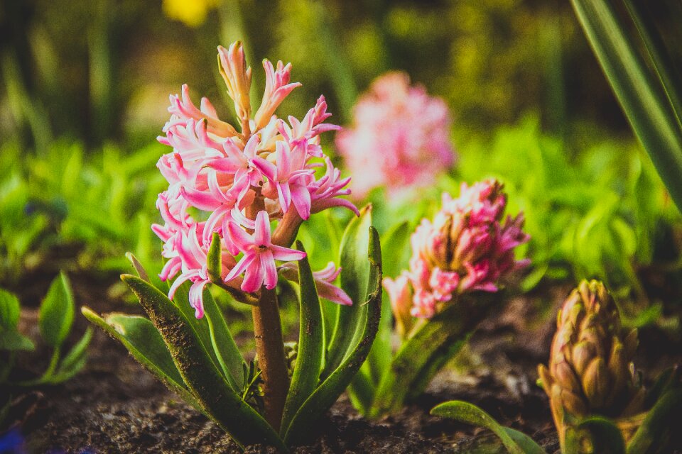 Free stock photo of flower, flowers, ground