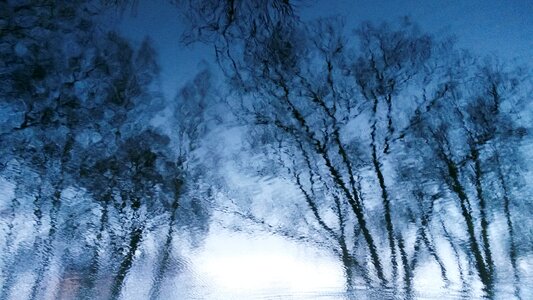 Free stock photo of reflection, tree, water