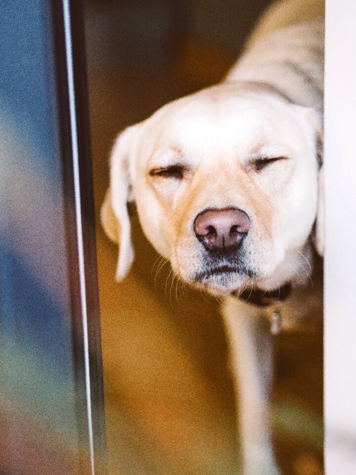 Free stock photo of animal, dog, eyes