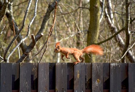 Free stock photo of night, squirrel photo