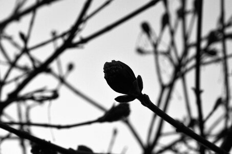 Free stock photo from Tookapic