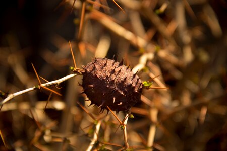 Free stock photo of chestnut, nature, needle