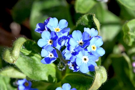 Free stock photo of forget me-not, sun