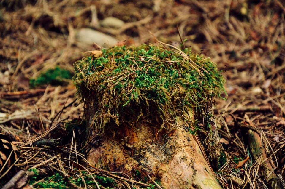 Free stock photo from Tookapic