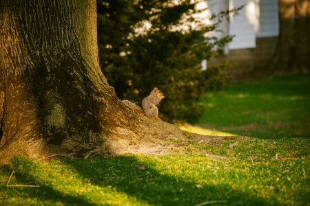 Free stock photo of nature, squirrel