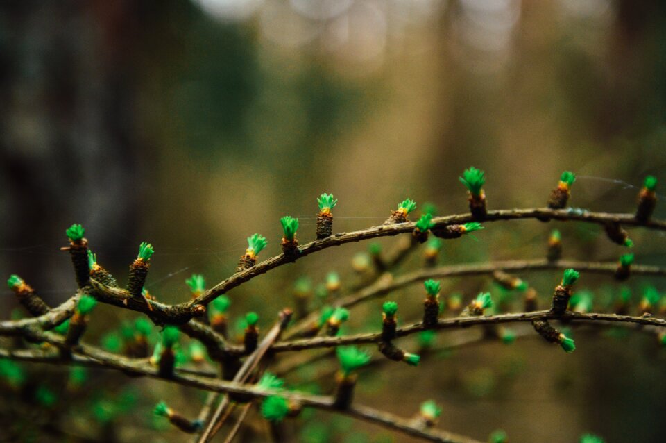 Free stock photo from Tookapic
