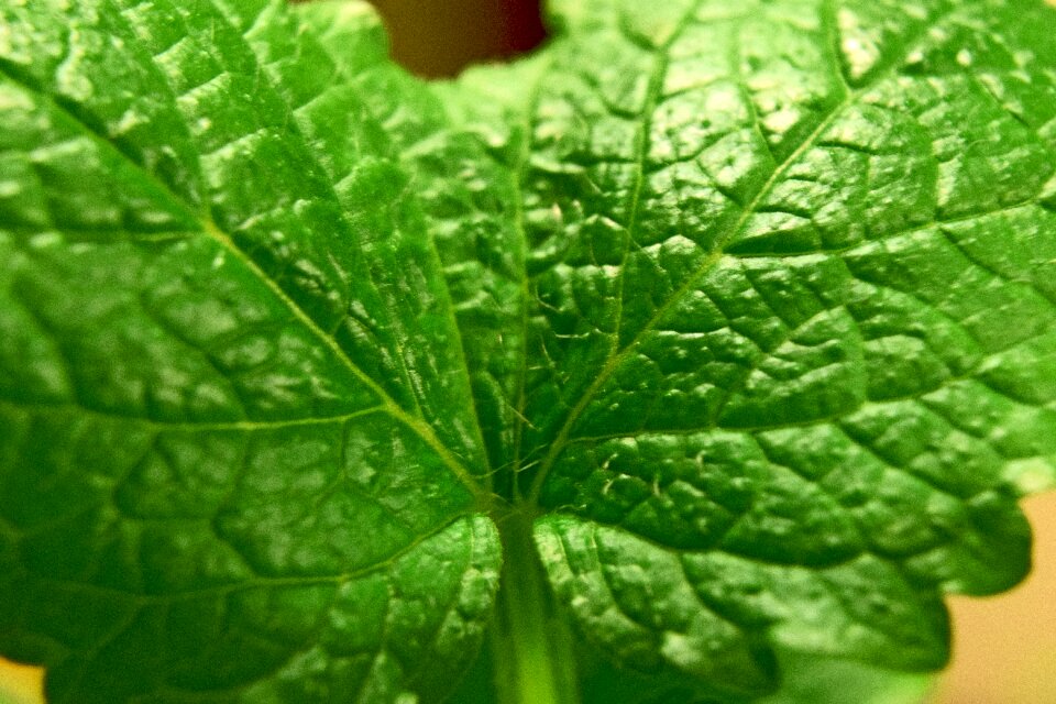 Free stock photo of lemon balm, melisa