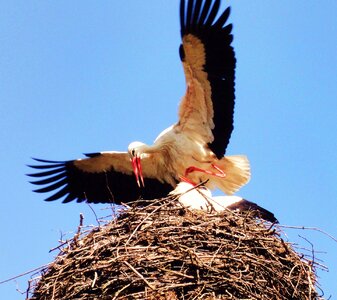 Free stock photo of nest, stork photo