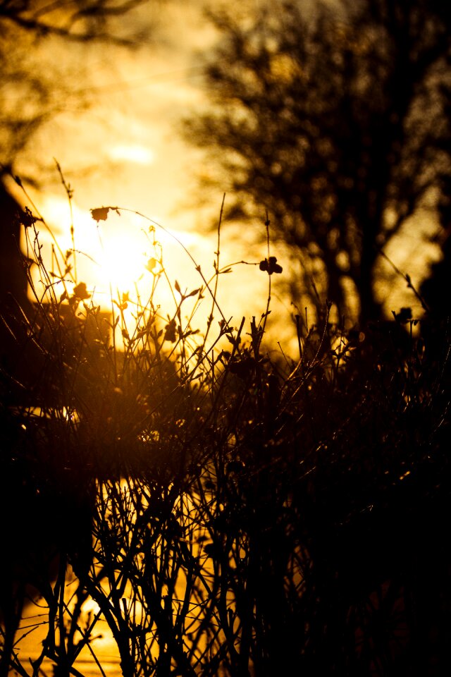 Free stock photo of sun, tree, wood