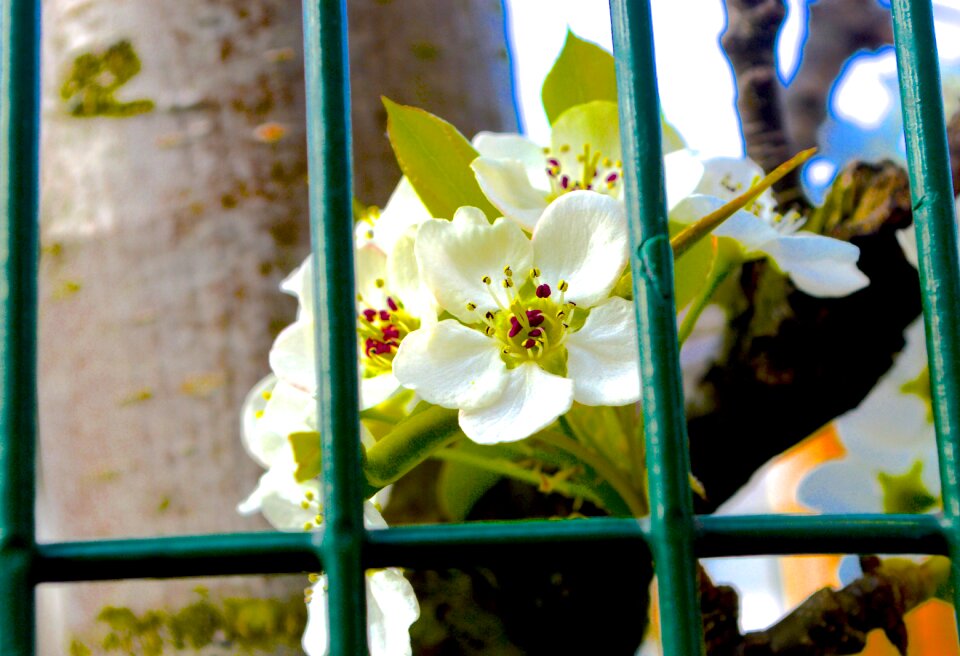 Free stock photo of bars, flower, green