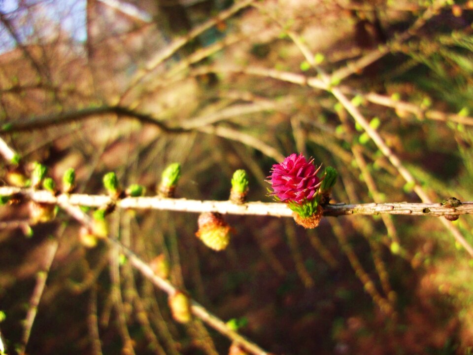 Free stock photo of branches, cones, flowers