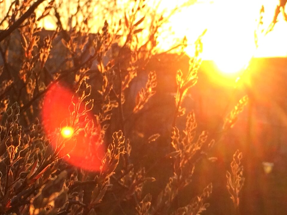 Free stock photo of flare, iphone, lens