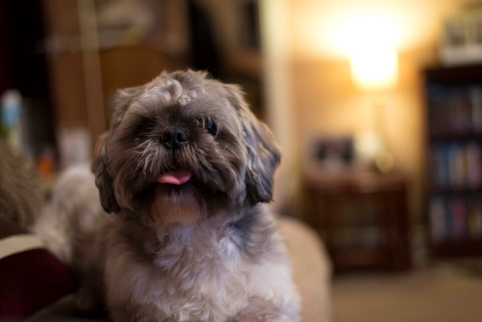Free stock photo of adorable, animal, blur
