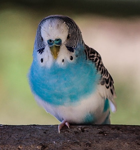 Fly wings feather