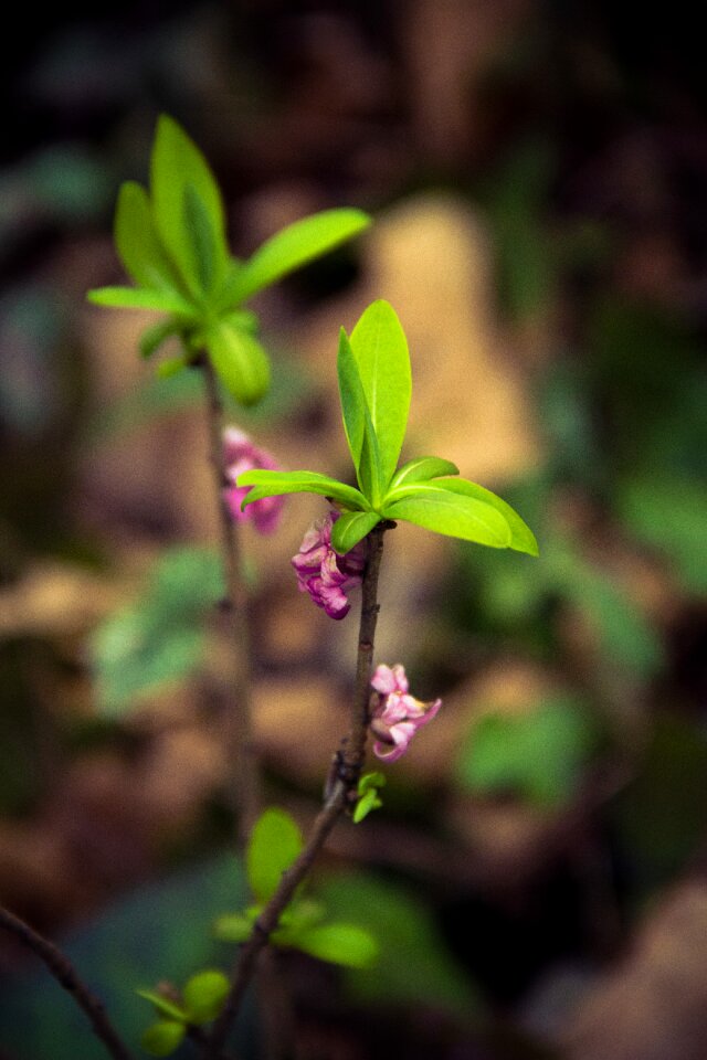 Free stock photo of flower, fresh, nature