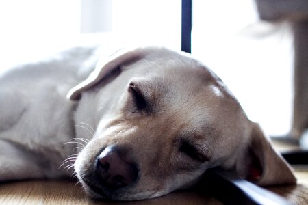 Free stock photo of dog, sleep photo