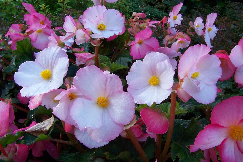 White petals blossoms