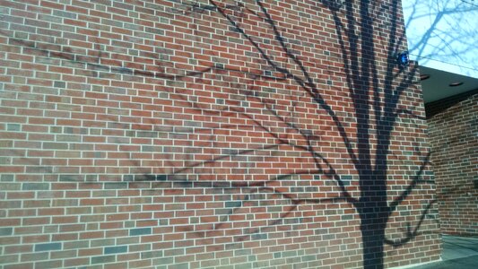 Free stock photo of brick, shadow, tree photo