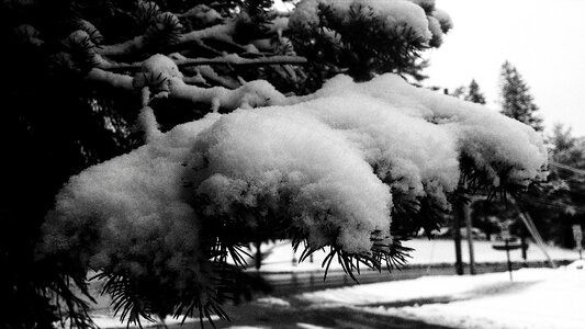 Free stock photo of pine, snow, tree photo