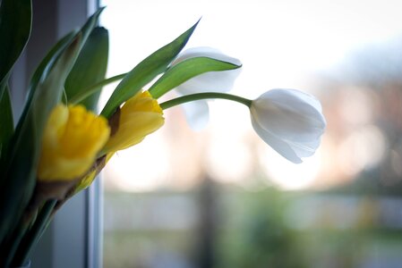 Free stock photo from Tookapic