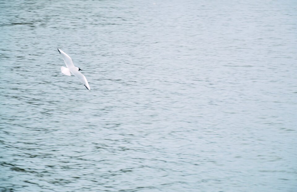 Free stock photo from Tookapic