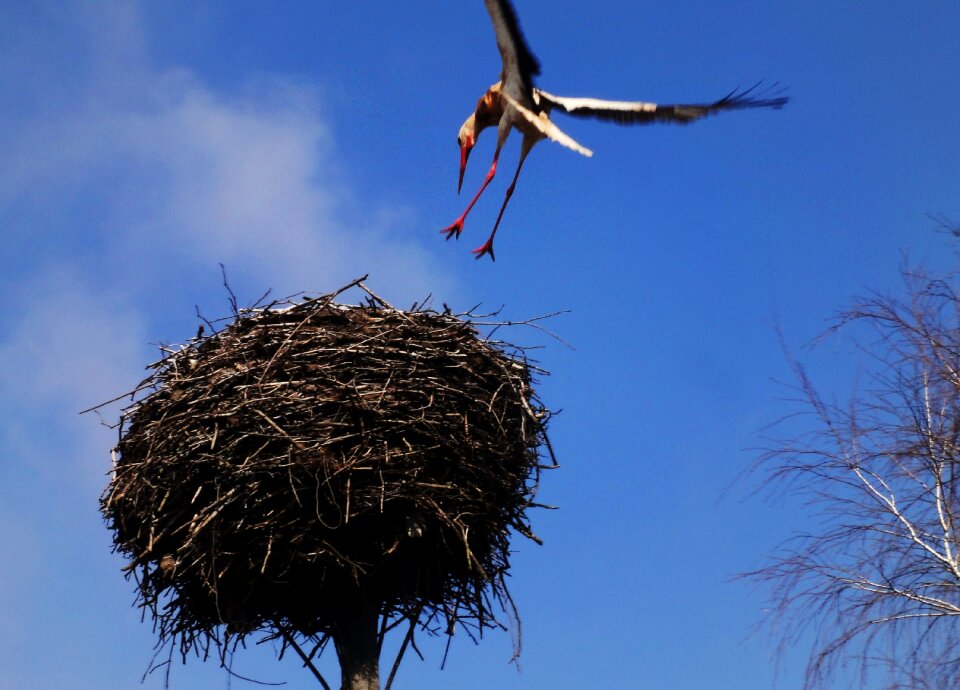 Free stock photo of nest, stork