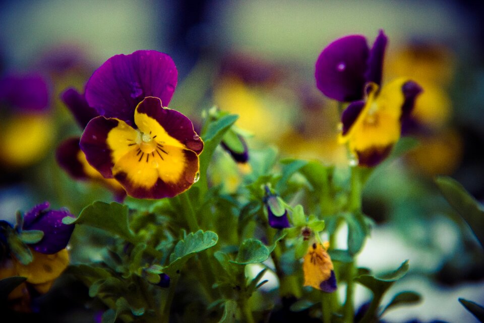 Free stock photo of flower, flowers, rain