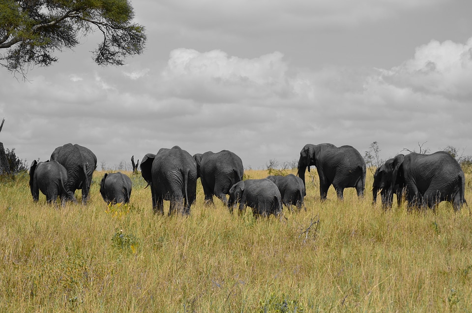 Row nature baby elephant