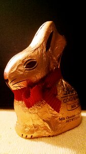 Free stock photo of bunny, candy, chocolate photo