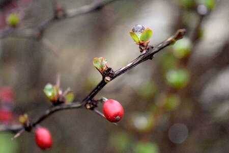 Free stock photo of night, raindrop