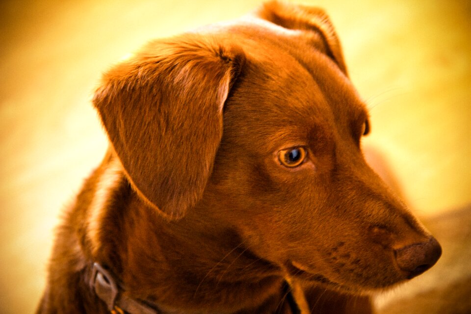 Free stock photo of animal, brown, dog