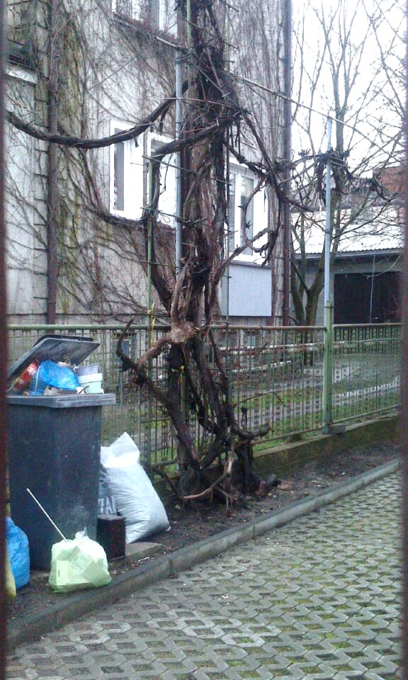 Free stock photo of garden, rubbish, strange
