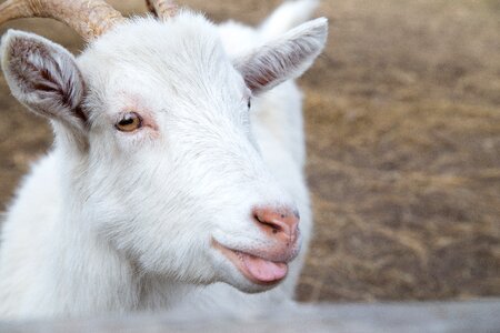 Free stock photo of animal, eyes, goat photo