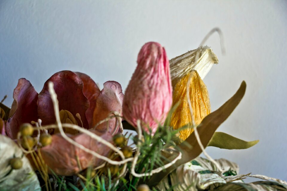 Free stock photo from Tookapic