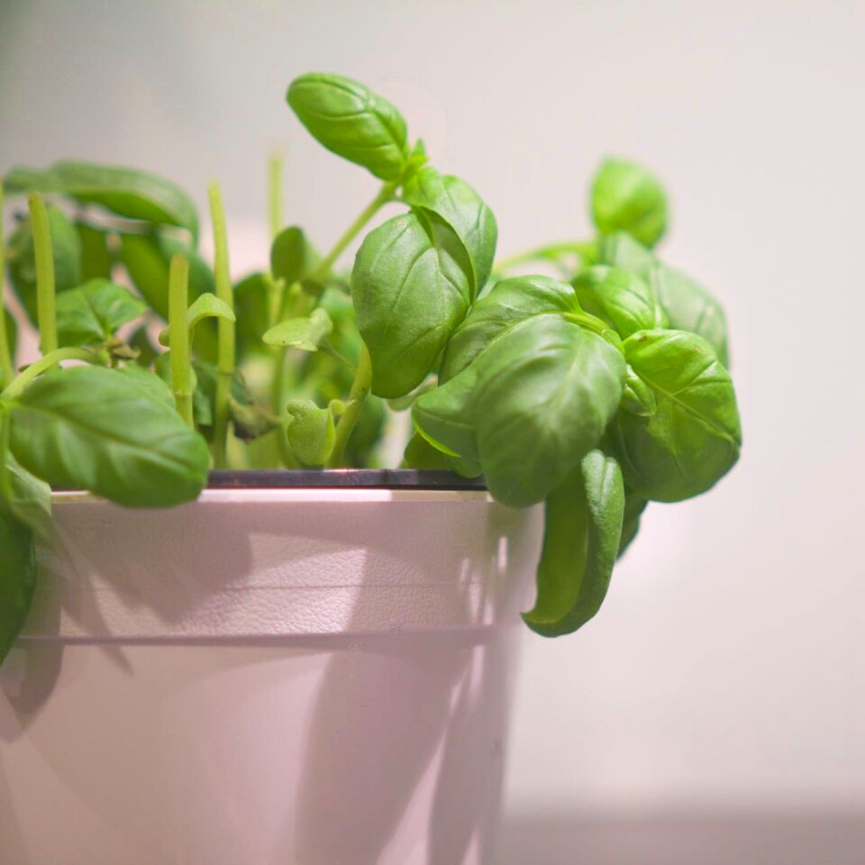 Free stock photo of basilicum, fresh, green