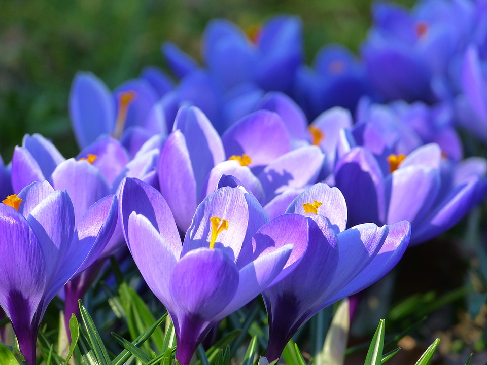 Flower spring purple