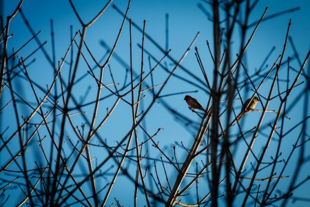 Free stock photo of nature, tree