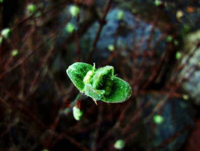 Free stock photo of bush, plant photo