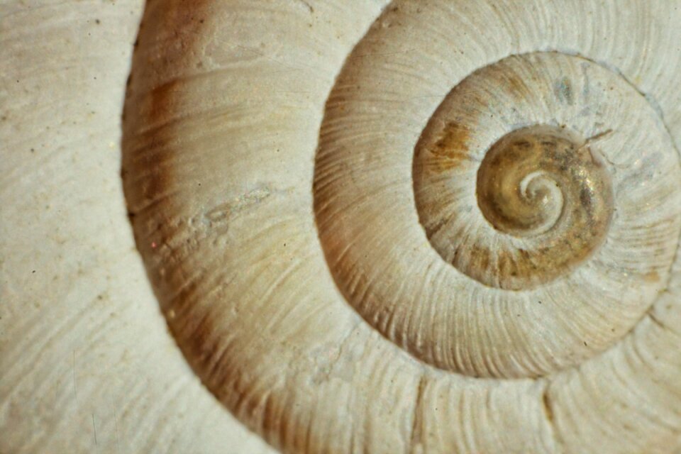 Free stock photo of shell, snail