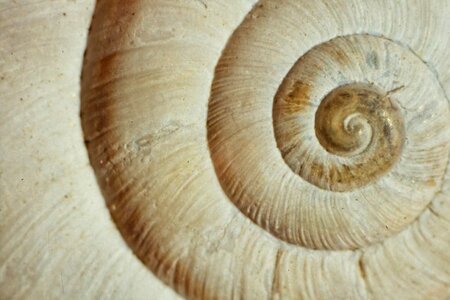 Free stock photo of shell, snail photo