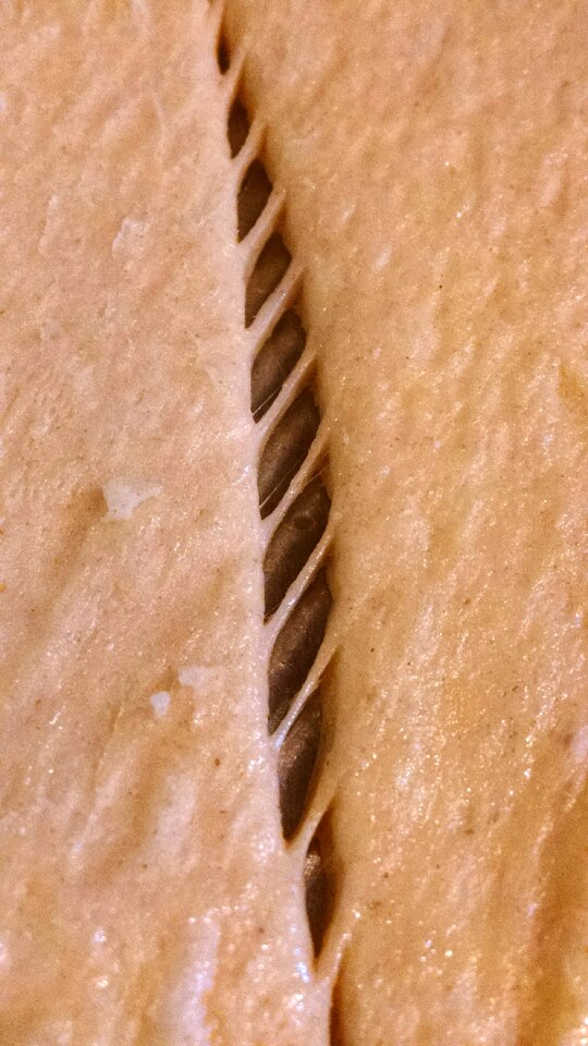 Free stock photo of crescents, food, perforated