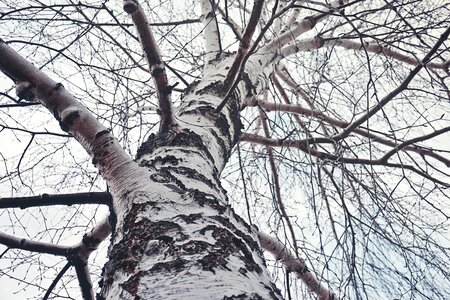 Free stock photo of cloudy, sky, tree photo