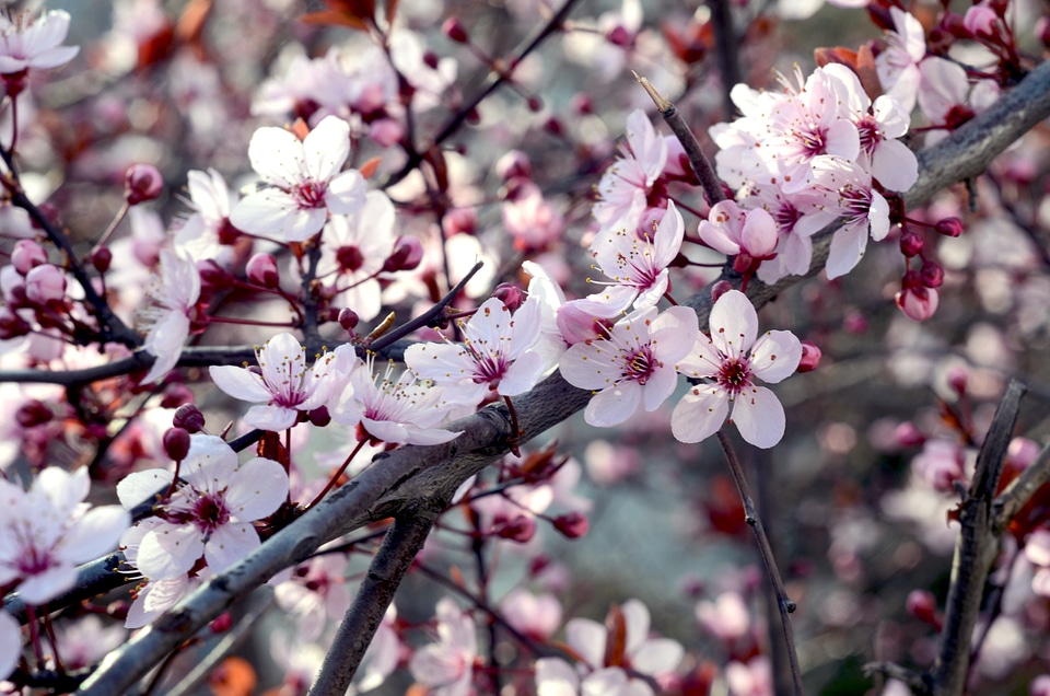 Spring blossom white