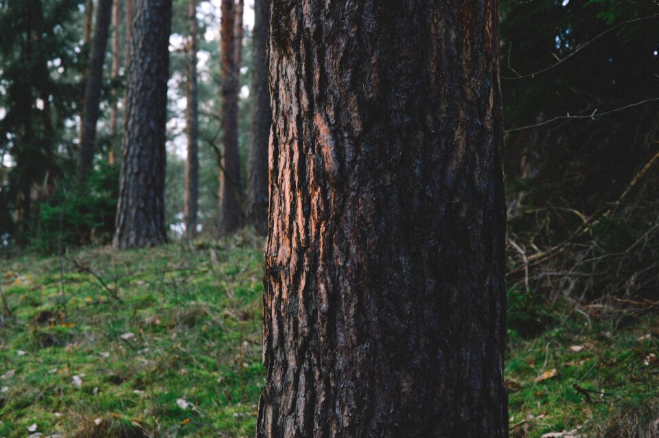 Free stock photo from Tookapic