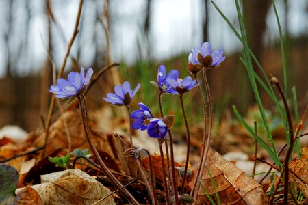 Free stock photo of flowers