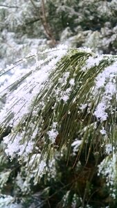 Free stock photo of jfjyear2, pine needles, snow photo